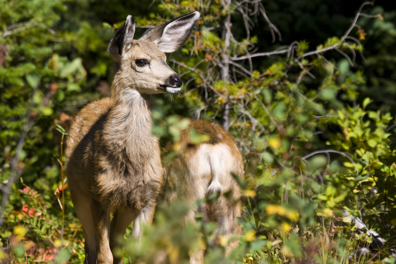 Mule Deer